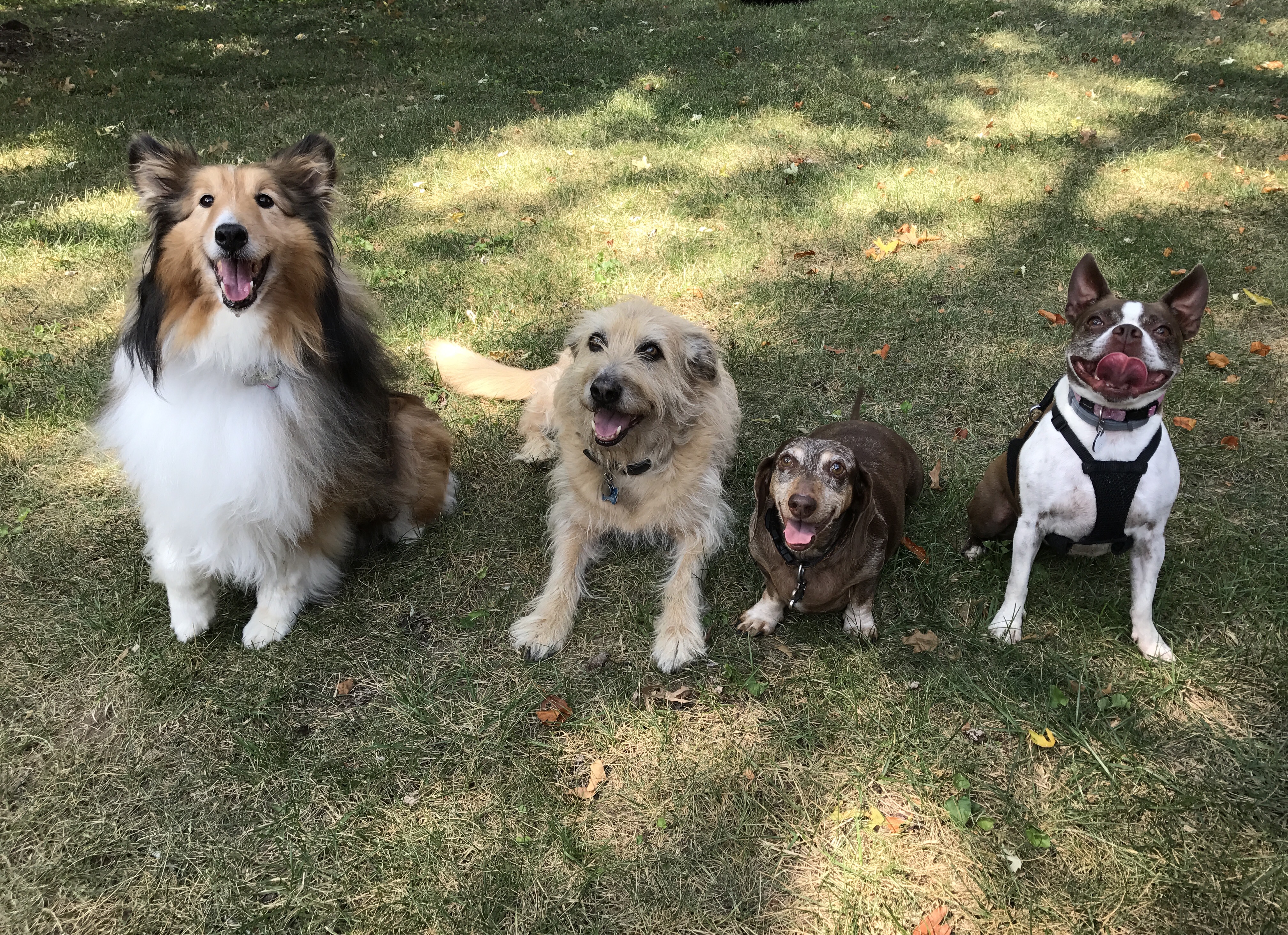 Senior aged Sheltie, Terrier, Daschund and Boston Terrier