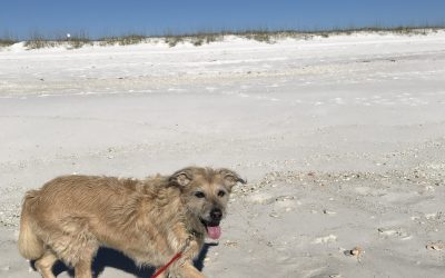 Tips For Enjoying The Beach With Your Dog