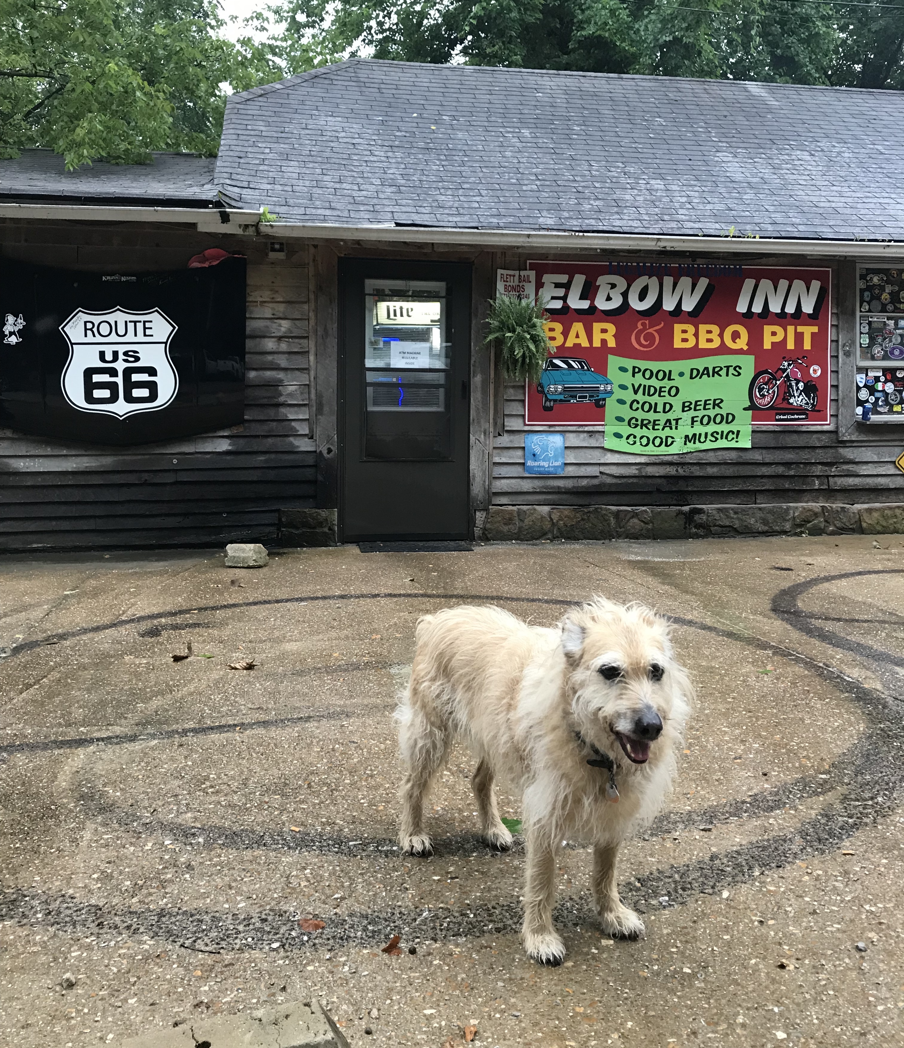 dog friendly stop at the Elbow Inn Bar and BBQ