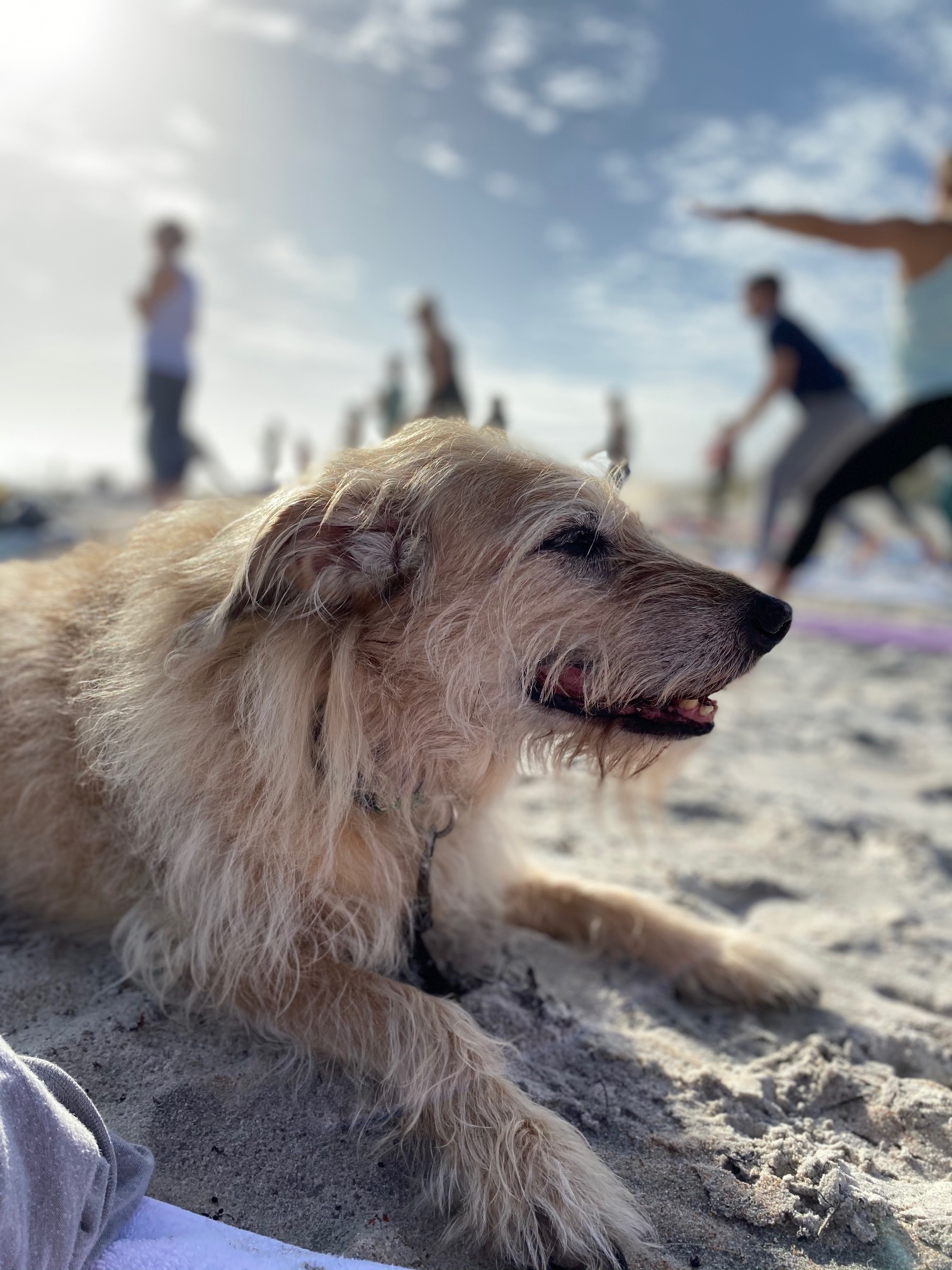 Doga on the beach