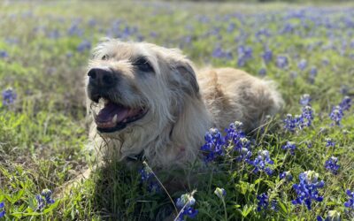 Our Whirlwind Weekend in Dog Friendly Hill Country